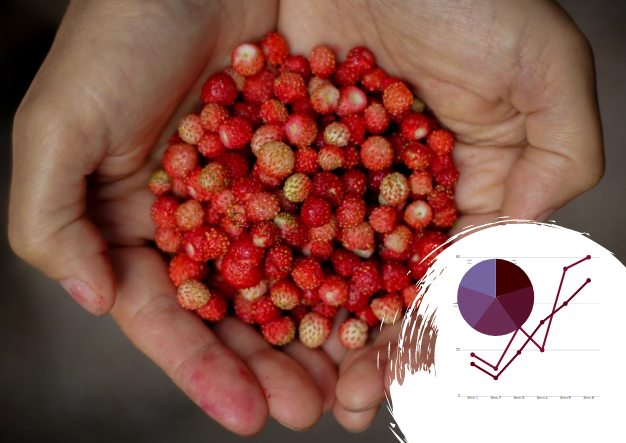 Бизнес-план выращивания садовой земляники в Украине: свежие ягоды в любое время года